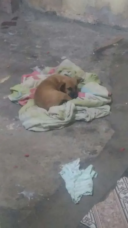 Cachorro ra a IND idade 2 anos nome Captu