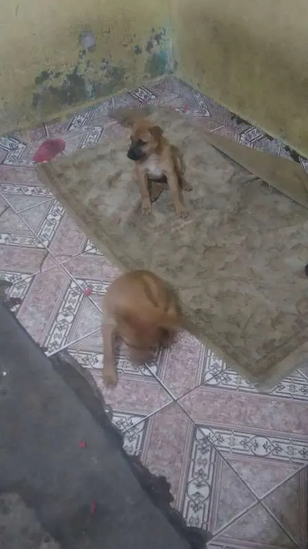 Cachorro ra a IND idade 2 anos nome Captu