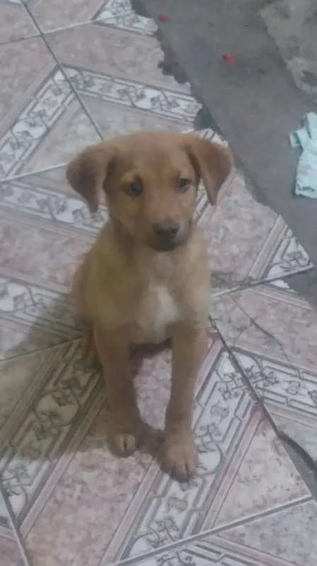 Cachorro ra a IND idade 2 anos nome Captu