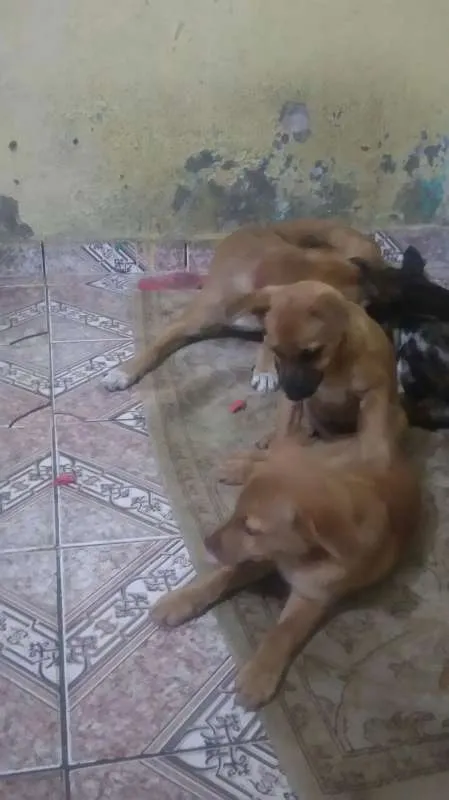 Cachorro ra a IND idade 2 anos nome Captu