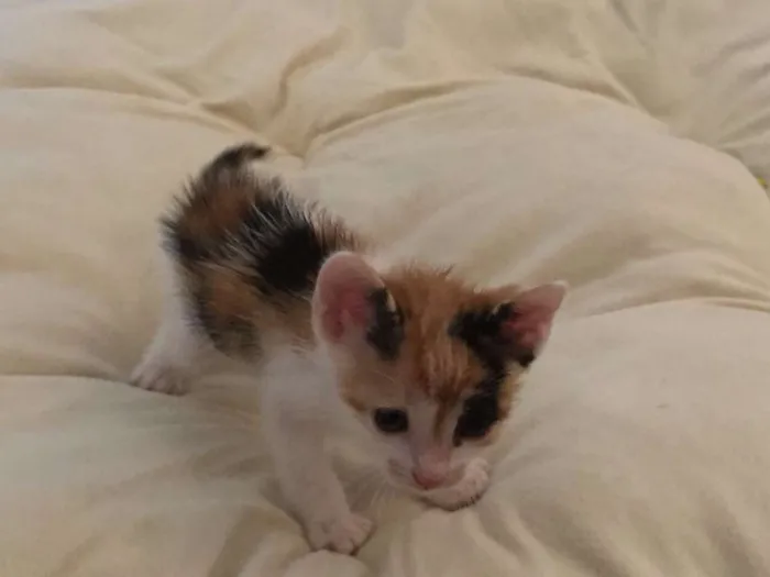 Gato ra a  idade Abaixo de 2 meses nome Sem nome