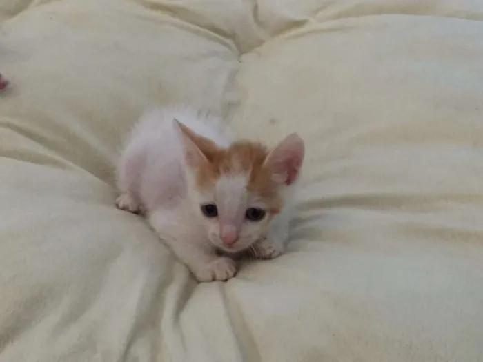 Gato ra a  idade Abaixo de 2 meses nome Sem nome