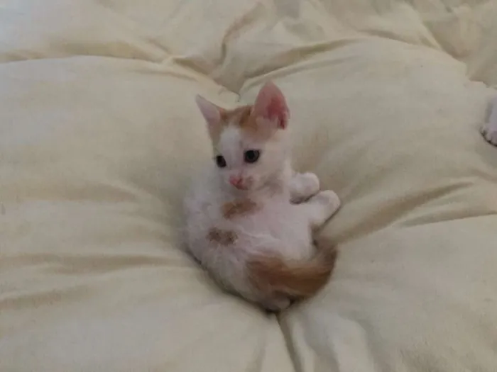 Gato ra a  idade Abaixo de 2 meses nome Sem nome