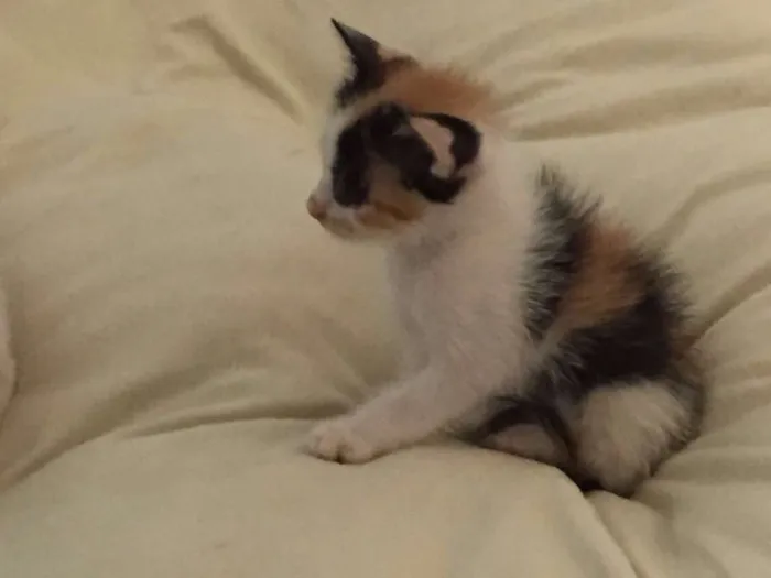 Gato ra a  idade Abaixo de 2 meses nome Sem nome