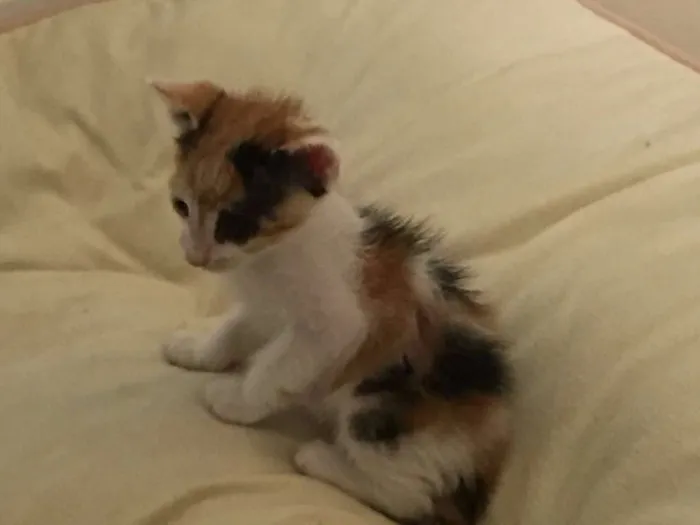 Gato ra a  idade Abaixo de 2 meses nome Sem nome