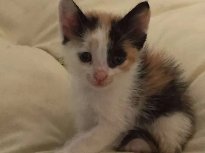 Gato ra a  idade Abaixo de 2 meses nome Sem nome
