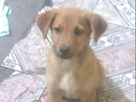 Cachorro ra a IND idade 2 anos nome Captu