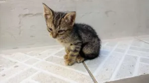 Gato raça  idade Abaixo de 2 meses nome Mithi