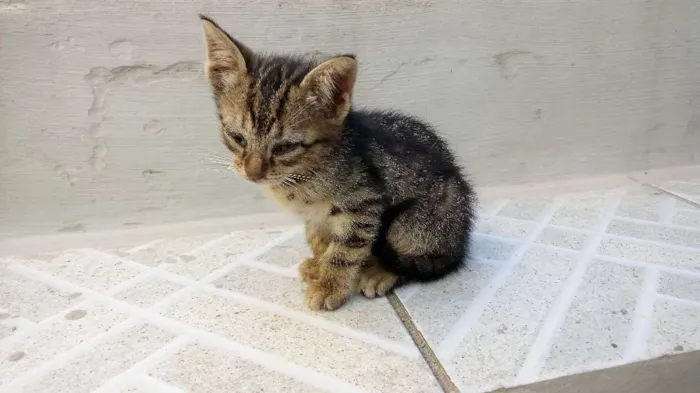 Gato ra a  idade Abaixo de 2 meses nome Mithi