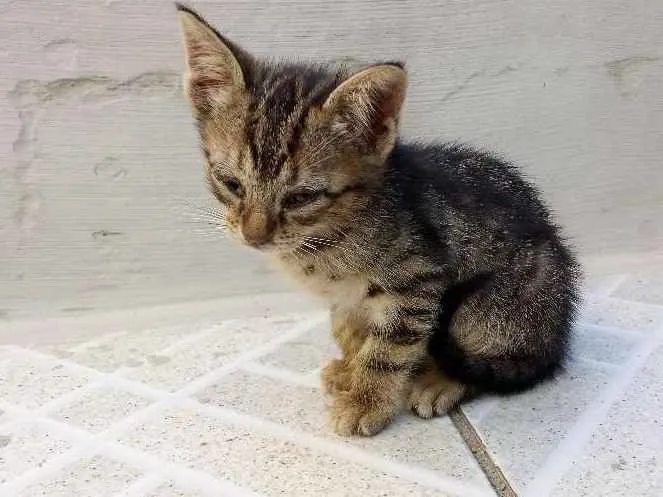 Gato ra a  idade Abaixo de 2 meses nome Mithi