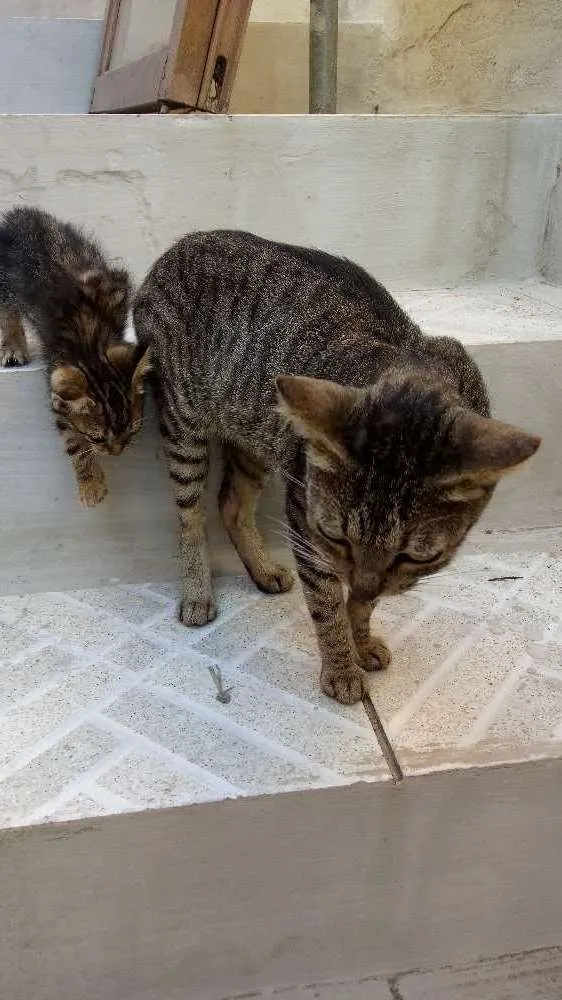 Gato ra a  idade Abaixo de 2 meses nome Mithi