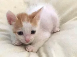 Gato raça  idade Abaixo de 2 meses nome Sem nome