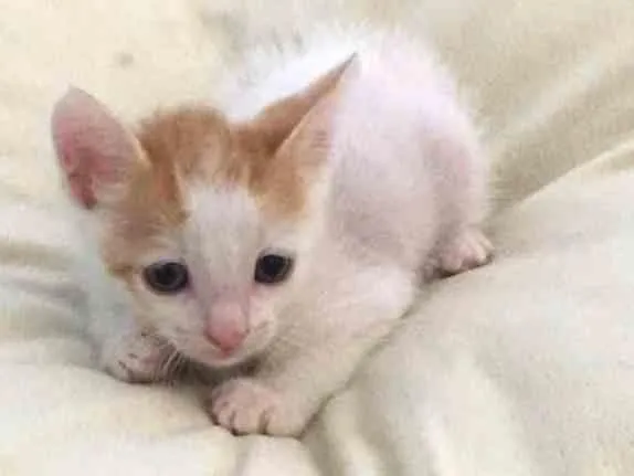 Gato ra a  idade Abaixo de 2 meses nome Sem nome
