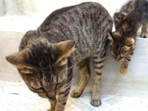 Gato raça  idade Abaixo de 2 meses nome Mithi