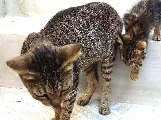 Gato ra a  idade Abaixo de 2 meses nome Mithi