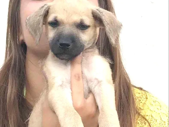 Cachorro ra a Vira lata  idade 2 a 6 meses nome Bebês 