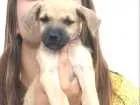Cachorro raça Vira lata  idade 2 a 6 meses nome Bebês 