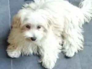 Cachorro raça Maltês idade 2 anos nome ZECA