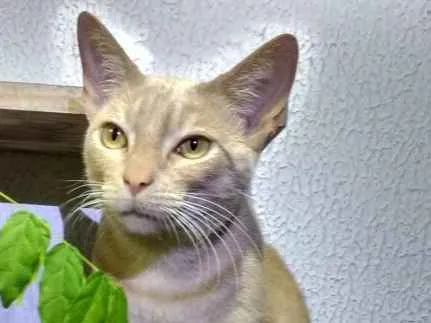 Gato ra a sem raça definida idade 4 anos nome Quindim