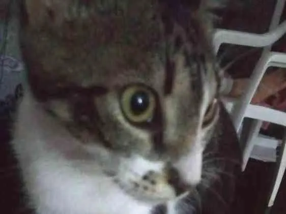 Gato raça Nao definida idade 7 a 11 meses nome Eva