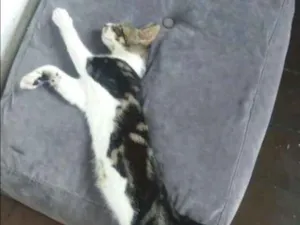Gato raça Nao definida idade 7 a 11 meses nome Eva