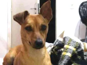 Cachorro raça viralata idade 7 a 11 meses nome Meg