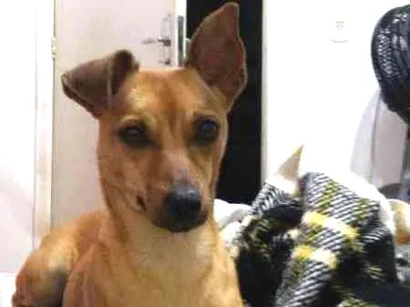 Cachorro ra a viralata idade 7 a 11 meses nome Meg