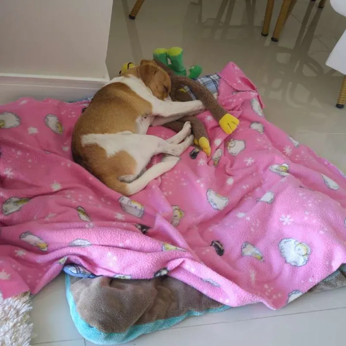 Cachorro ra a SRD idade 7 a 11 meses nome Snoopy