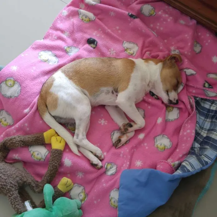 Cachorro ra a SRD idade 7 a 11 meses nome Snoopy