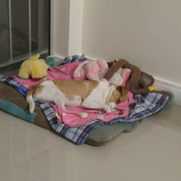 Cachorro ra a SRD idade 7 a 11 meses nome Snoopy