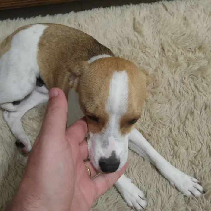 Cachorro ra a SRD idade 7 a 11 meses nome Snoopy