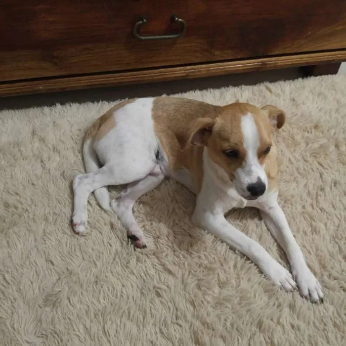 Cachorro ra a SRD idade 7 a 11 meses nome Snoopy