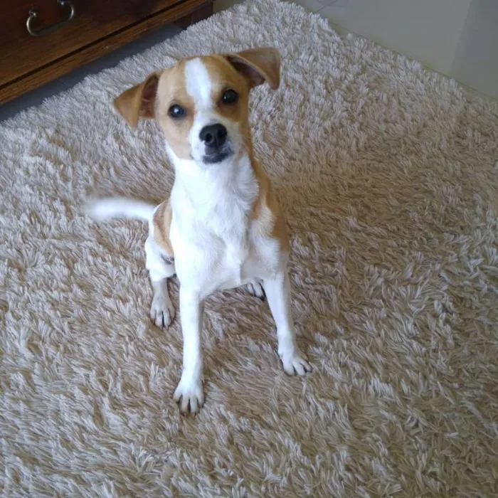 Cachorro ra a SRD idade 7 a 11 meses nome Snoopy