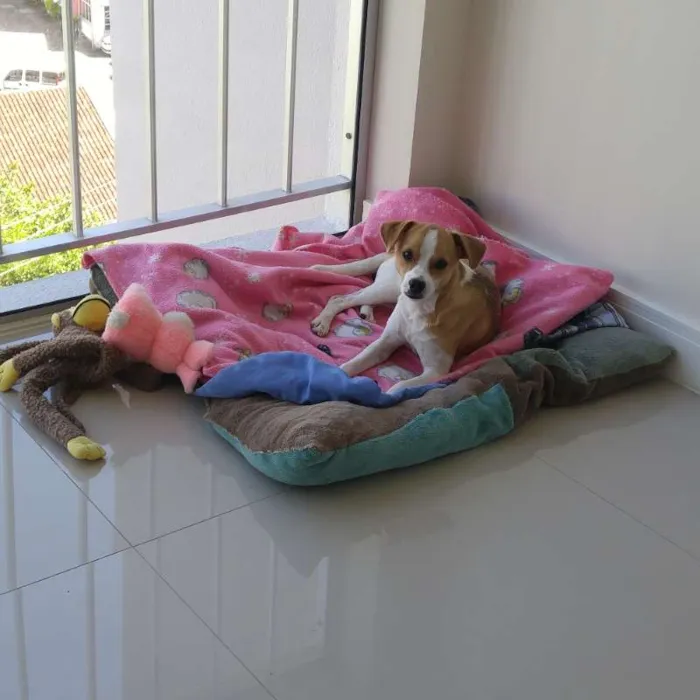 Cachorro ra a SRD idade 7 a 11 meses nome Snoopy