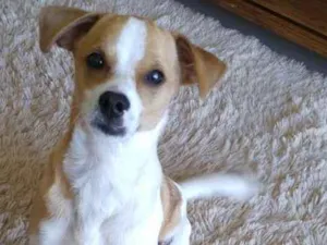 Cachorro raça SRD idade 7 a 11 meses nome Snoopy