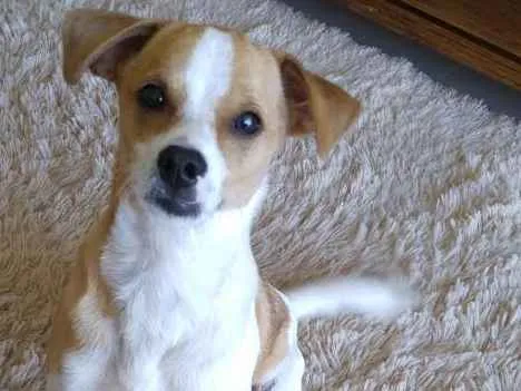 Cachorro ra a SRD idade 7 a 11 meses nome Snoopy
