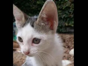 Gato raça SRD idade 2 a 6 meses nome Gatinhos