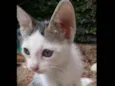 Gatinhos