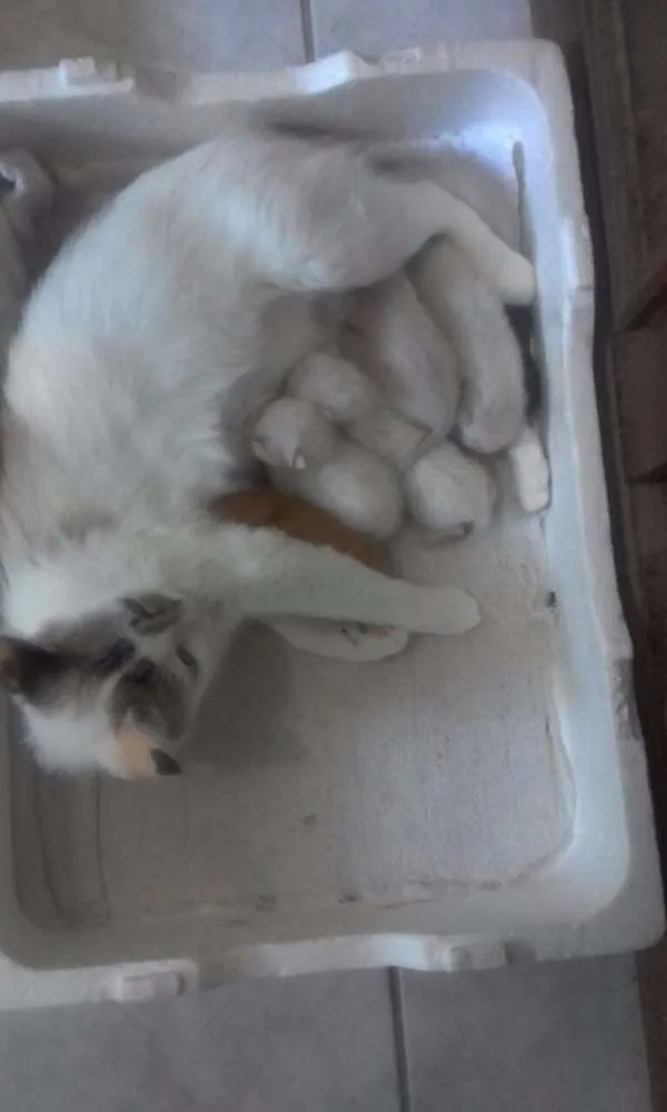 Gato raça SRD idade Abaixo de 2 meses nome 12 Gatinhos