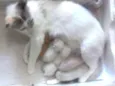 12 Gatinhos