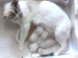 Gato raça SRD idade Abaixo de 2 meses nome 12 Gatinhos