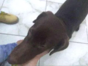 Cachorro raça Vira lata idade 2 a 6 meses nome Lua