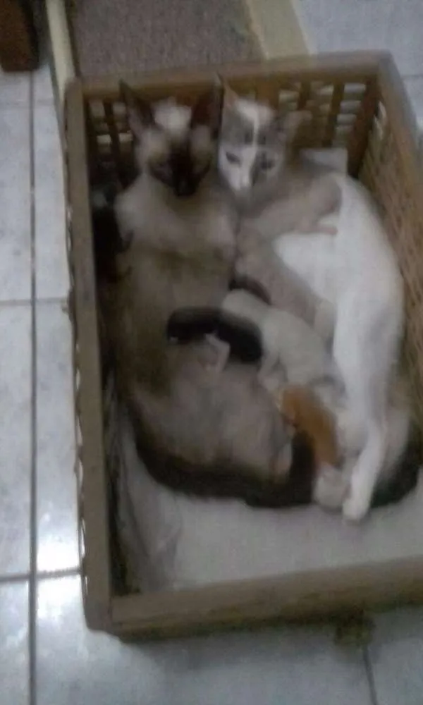 Gato raça SRD idade Abaixo de 2 meses nome 12 Gatinhos