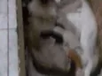 12 Gatinhos