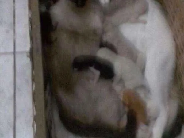 Gato raça SRD idade Abaixo de 2 meses nome 12 Gatinhos