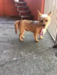 Farofa