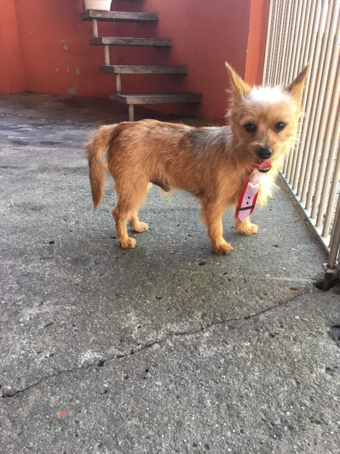 Cachorro ra a Yorkshire com Pintcher idade  nome Farofa