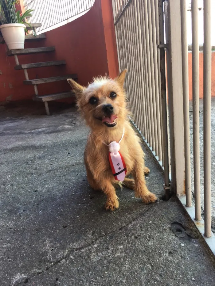 Cachorro ra a Yorkshire com Pintcher idade  nome Farofa
