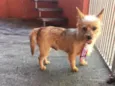 Farofa