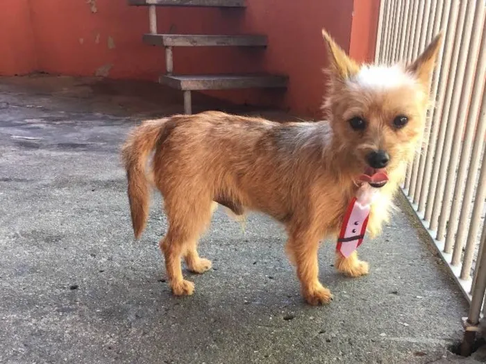 Cachorro ra a Yorkshire com Pintcher idade  nome Farofa